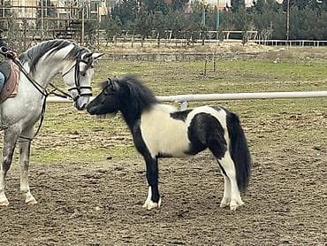 golden retriver it: Sağlam gözəl Ponilər satılır — 2