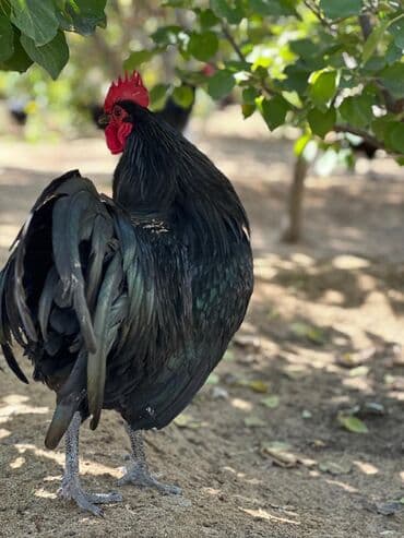 dəvəquşu yumurtası qiyməti: Avstralop yumurtaları İnqibator üçün. ideal çıxış verir. təmiz qandır — 11