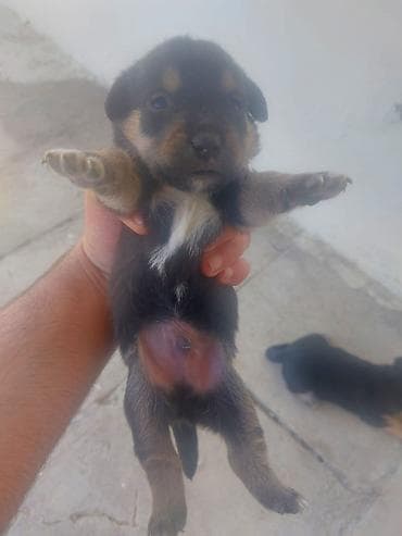 itlerin qiymeti ucuz: Zvonok, 1 ay, Dişi, Ünvandan götürmə — 2