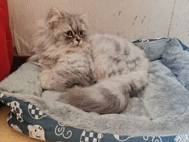 pişik yem qabı: Pers cinsi kicle bagli tecili satilir butun peyvendleri olunub butun — 2