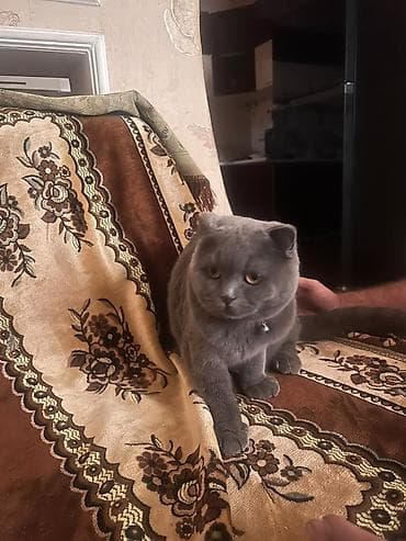 scottish fold: Şotland yastı qulaq — 3