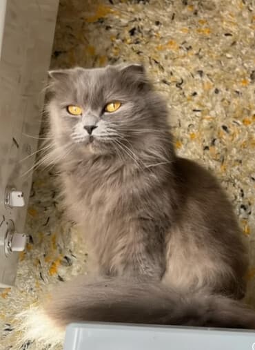 pişik tualeti: Şotland uzun tüklü, Dişi, Ünvandan götürmə — 1