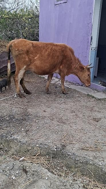 gəncə toyuq satan: Dişi, il: 4, Südlük, Ünvandan götürmə — 3