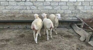 25 baş kök erkək quzu istəyən əlaqə saxlasın