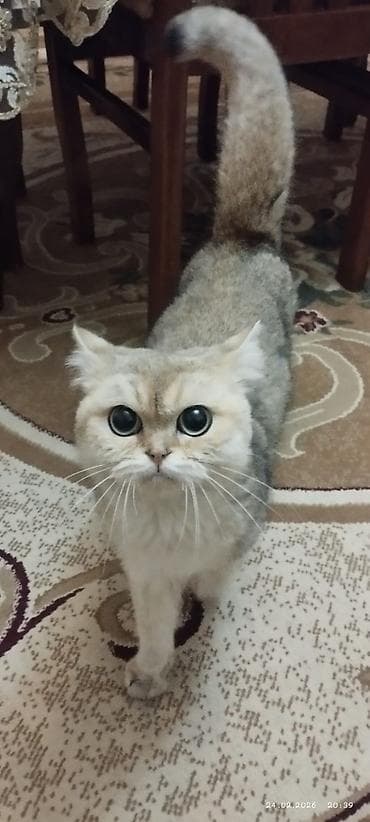 Собаки: Британская, Самец, Платная доставка — 1