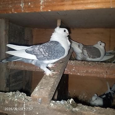 heyvanlara verilen xususi adlar: Cins göyərçinlər – başında “qıvrım/tac” tüklü, saqqallı və lələkli — 3