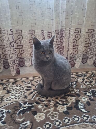 кот в добрые руки: Самка, В добрые руки, Самовывоз — 8