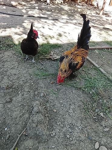 qus iran: Toyuq, Damazlıq — 3