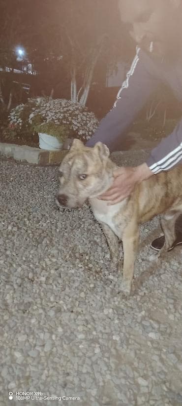 alman afçarka iti: Pitbul — 4