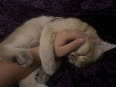 Lincoln: Золотая шиншилла, Самец, В добрые руки, Самовывоз, Бесплатная доставка — 1