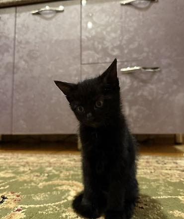 pişiy balası: Britan, Erkək, Dişi, Yaxşı əllərə, Ünvandan götürmə — 1