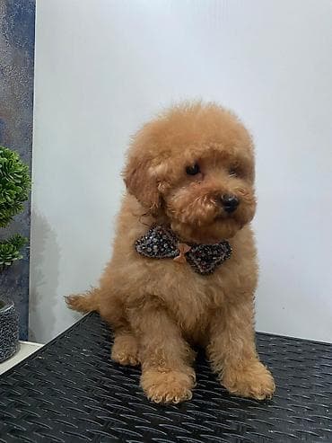 itlər pitbul: Pudel, 2 ay, Dişi, Peyvəndli, Ünvandan götürmə — 3