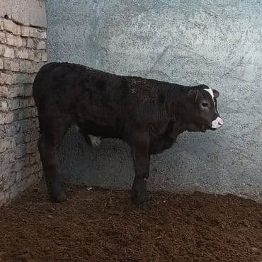 Heyvanlar üçün mallar: Məhsul: Erkək buzov Təsvir: - Şəkillərdə olan sağlam, möhkəm gövdəli — 1