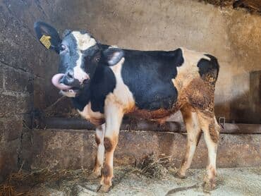 Keçi, çəpiş: Təmiz cins danadı erkəydi — 1