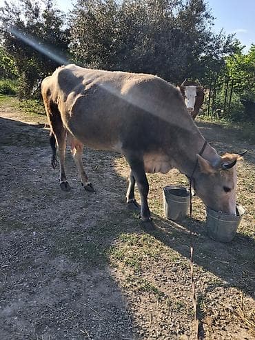 cins ineklerin satisi: Dişi, il: 4, Südlük, Ünvandan götürmə — 2