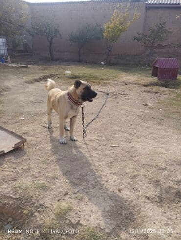 ən gözəl it adları: Satılır fikri ciddi olanlar zəng etsin 060-660-67-00 — 1