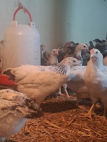 Digər heyvanlar: Toyuq cücələri, Damazlıq, Rayonlara çatdırılma, Ödənişli çatdırılma — 1