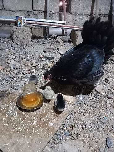 hamster satisi: Toyuq, Australorp, Damazlıq, Ünvandan götürmə — 3