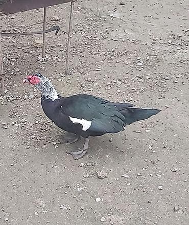 Ördəklər: Krasnadar lal ördəyi,erkək. - Rəng: qara-yaşıl parıltılı lələk — 3