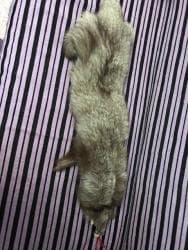 женские шлепанцы с мехом: Продается новый воротник из писца — 2