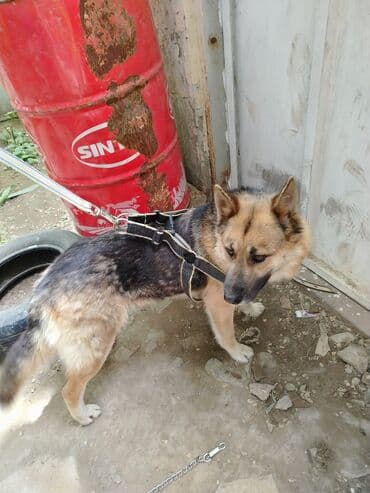 chappi it yemi: İt üçün xalta 2 gün işlədilib — 3