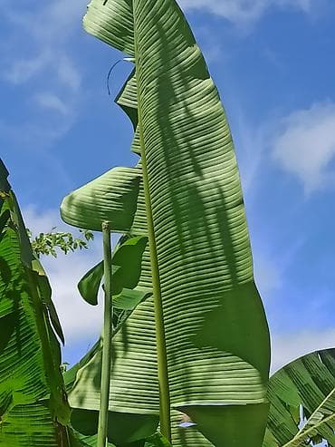 Banan ağacı satışı - Növ: Tropik banan ağacı (Musa spp.) - İstilik