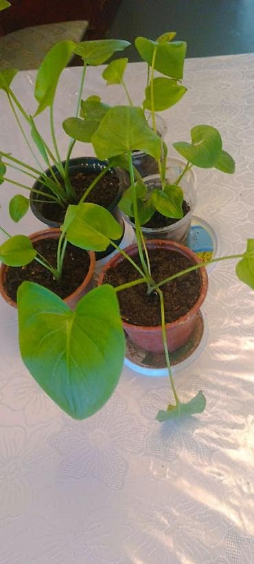 бачок для унитаза: Ağ Kala gülü. Tez böyüyür və tez coxalır, invaziv deyil. Ev dipcək — 2