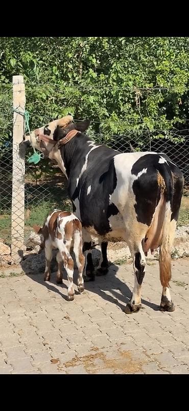 super alabay kl type 1: Südlük inək – buzovu ilə birlikdə - Cins: xallı (qara-ağ rəngli — 3