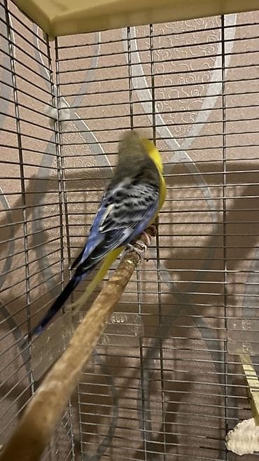 amadin satilir: Yuva as bala al hazır cüt quşlar satılır hal hazırda istirahət — 2