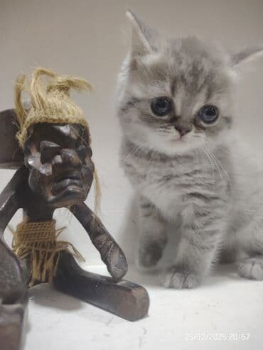 донской сфинкс котята: Самец, Самка — 3