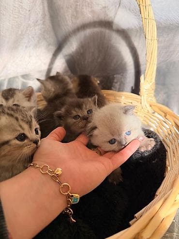 pişiy qumu: Britan — 1