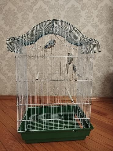 Böyük ölçülü quş qəfəsi - Növ: ev quşları üçün metal qəfəs (müvafiq