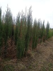 böyürtkən və moruq: Məhsul: Meyvə ağacı tingləri və həmişəyaşıl dekorativ iynəyarpaq — 18