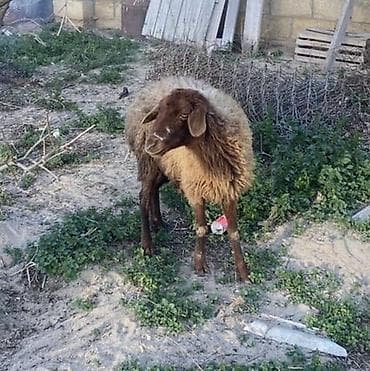 qoca qoyun: Boğaz Qoyun satılır mayın əvəlnə doğacağlar — 2