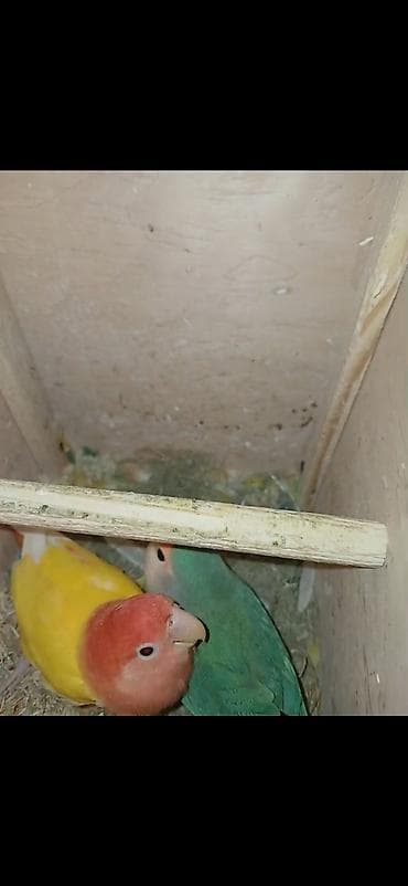 dəvə əti: Məhsul: Cüt sevda quşları (lovebird) Təsvir: - Bir-birinə uyğun cüt — 5