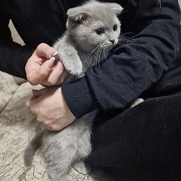 pisik sekileri: Şotland — 4