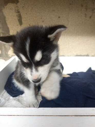 afçarka itləri: Xaski, 2 ay, Erkek — 2