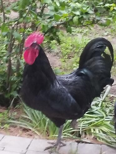 at sekilleri: Qara rəngli xoruz (Təmiz Astroloq cinsi) - Tamamilə qara lələklər — 1