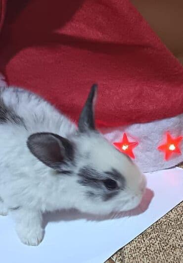 heyvanlar satışı: Salam.bayramin en gozel hediyyesinden biri şirin heyvanlar ile — 3