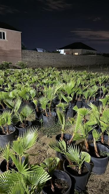 agac tingleri: Traxikarpus (Trachycarpus fortunei) xurma palmaları – qara plastik — 4