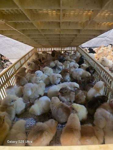 toyug xoruz: Salam Allah herkesin coreyin versin. lider55 .Xarkov qenberi — 9