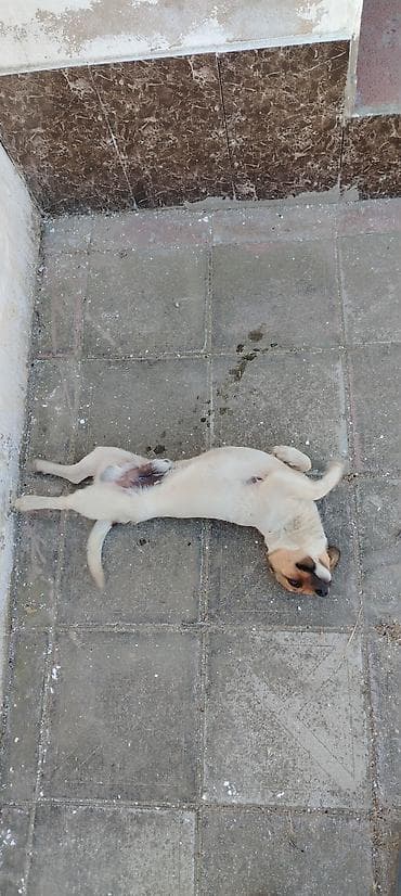 Balaca ölçülü it – qısa tüklü, açıq krem rəngində, üz-gözündə tünd
