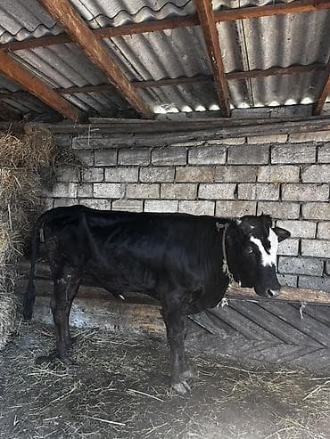 hind quşu cucesi: Satılır: Qara rəngli dana - Rəng: Qara, alın nahiyəsində ağ ləkə - — 4