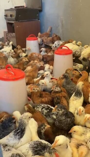 Məhsul: kənd təsərrüfatı üçün cücələr (ədədli/toplu) 300 denedi 50 50