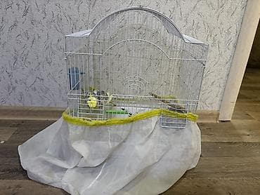 star quşu: Növ: Nimfa (Cockatiel) tutuquşusu Razilaşmayla Qefes quş bir yerde — 4