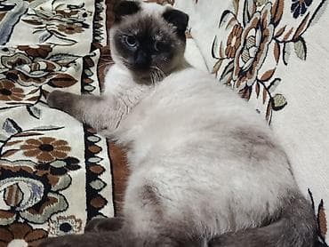 Pişiklər: Şotland yastı qulaq — 3