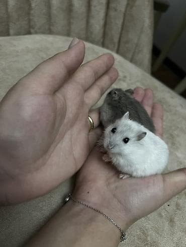 balaca heyvanlar: Cüt xırda hamsterlər – biri ağ, biri boz rəngdə. Kiçik ölçülü, çevik — 5