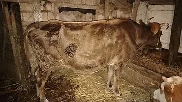 Гуси: Mart aynın axrlarında doqacaq doaqnda 8 - 10 litir süd verir 3 cü — 2