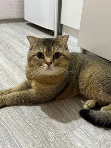 İtlər: Britan, Cütləşmə üçün — 3