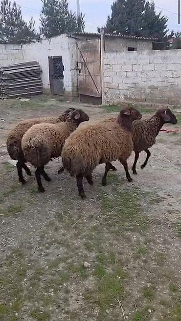 Dovşanlar: Qoyun sürüsü – 4 baş qala cinsi damazliq qiymet birine aiddi. hoptum — 2